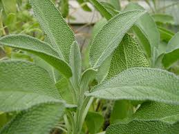 Sage Seeds - Salvia officinalis | Heirloom, Non-GMO | 50 Seeds