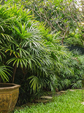 Rhapis excelsa Lady Palm - Live Plant 10-15" in 4" Pot | Indoor Air-Purifying Palm