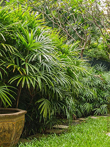 Rhapis excelsa Lady Palm - Live Plant 10-15" in 4" Pot | Indoor Air-Purifying Palm