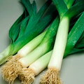 American Flag Leek Seeds - Allium ampeloprasum | Heirloom, Non-GMO, Cold-Hardy, 200 Seeds