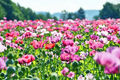 Poppy Pepperbox Seeds (1000) Pink/Purple - Culinary Grade, Non-GMO, USA Grown