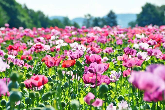 Poppy Pepperbox Seeds (1000) Pink/Purple - Culinary Grade, Non-GMO, USA Grown