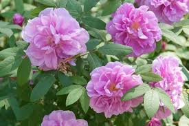 Rosa rugosa Seaside Pink Rose Seeds | Rugosa Rose Shrub Seeds for Cold Coastal Gardens