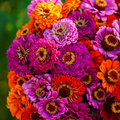 Zinnia Purple Dream Mix Seeds - 100 Non-GMO Red Double Blooms, Easy to Grow