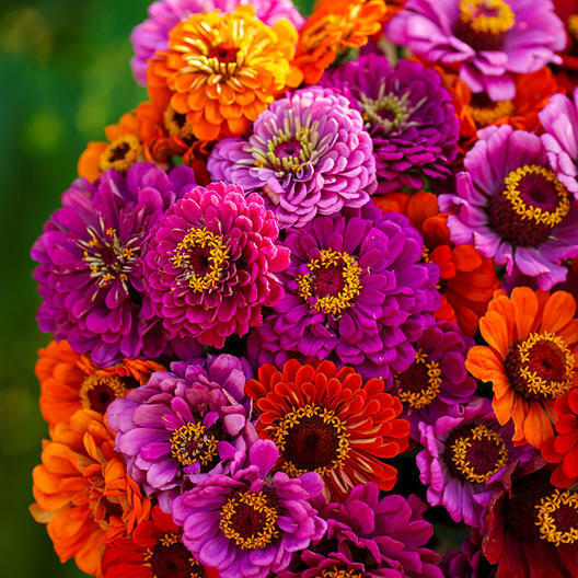 Zinnia Purple Dream Mix Seeds - 100 Non-GMO Red Double Blooms, Easy to Grow