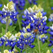 Texas Bluebonnet Seeds (Lupinus texensis) 1g – Iconic Blue Wildflower for Gardens & Meadows