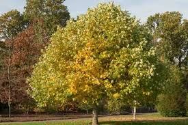 Tulip Poplar Tree Cuttings (Liriodendron tulipifera) - 7 Live Cuttings, 12" | Fast-Growing Shade Tree