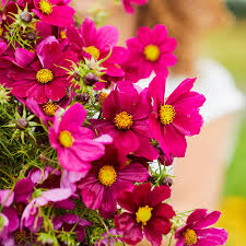Cosmos Dazzler Seeds (1g) - Deep Magenta Blooms, Annual, Pollinator Friendly, Easy-Grow