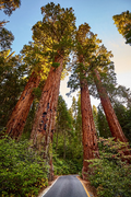 40 Giant Sequoia (Sequoiadendron sempervirens) Seeds - Grow Giant California Redwoods
