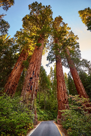 40 Giant Sequoia (Sequoiadendron sempervirens) Seeds - Grow Giant California Redwoods