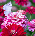 Zinnia Ice Queen Bi-Color Pink/White Seeds - 100 Non-GMO