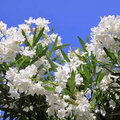 Oleander Tree 'White' – 7 Live 6" Unrooted Cuttings, Fragrant White Flowers