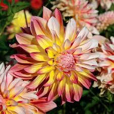 Dahlia Caribbean Fantasy Tuber - Peach Yellow Red Blooms | Starter Plant, Zones 8-10