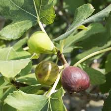 Celeste (Sugar) Fig Seeds – 100+ Heirloom Ficus carica Seeds for Container or Garden Growing