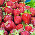 Honeoye Strawberry Plants - 12 Bare Root for Zones 4-9 | High-Yield & Juicy Fruit