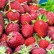 Honeoye Strawberry Plants - 12 Bare Root for Zones 4-9 | High-Yield & Juicy Fruit