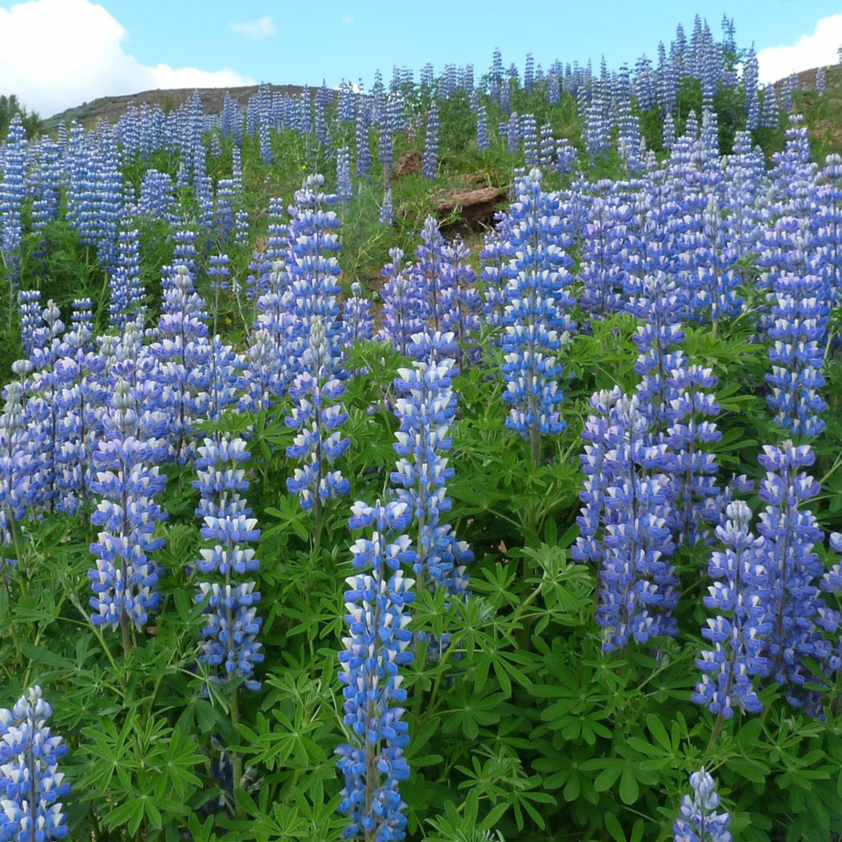 Riverbank Lupine Seeds (Lupinus rivularis) – 500mg (~15 Seeds) – Moist Soil Native Wildflower