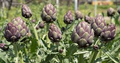 Artichoke Green Globe Seeds - Heirloom Cynara scolymus, 500mg