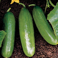 Diva Cucumber Seeds - Hybrid, Non-GMO, Burpless 58 Days | All-America-Selection Winner