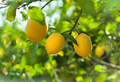 Sweet Lime Lemon Seeds - 5+ Low-Acid Citrus Seeds for Home Growers
