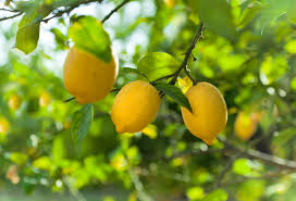 Sweet Lime Lemon Seeds - 5+ Low-Acid Citrus Seeds for Home Growers