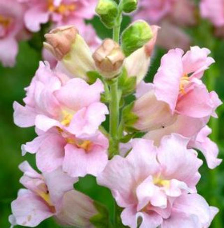 Antirrhinum majus Madame Butterfly Pink Snapdragon Seeds – 1000+ Ruffled Bloom Seeds