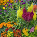 Pampas Plume Mix Celosia (Celosia argentea) Seeds — 50-1000, Feathery Plumes, Full Sun