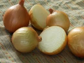 Texas Grano 502 Onion Seeds – Short-Day, High-Yield, Sweet White Bulbs (250 mg)