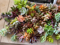 25+ Assorted Succulent Unrooted Cuttings (1.5-2 inches) - Echeveria, Aloe, Sedum, Crassula