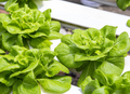 Buttercrunch Lettuce Seeds (Lactuca sativa) - Heirloom, Heat-Tolerant, Cut-and-Come-Again