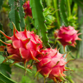 American Beauty Dragon Fruit Cuttings (3 Unrooted, 8-10") Hylocereus undatus - Self-Pollinating, Edible Pitaya