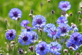 Cornflower Seeds - Bachelor Button Mauve Heirloom (Centaurea cyanus) 200 Seeds, Non-GMO