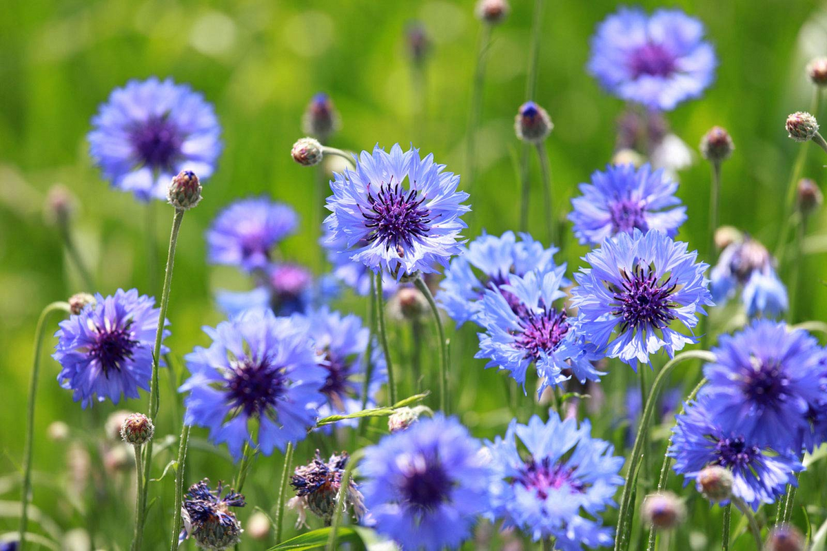Cornflower Seeds - Bachelor Button Mauve Heirloom (Centaurea cyanus) 200 Seeds, Non-GMO