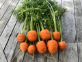 1000+ Tonda di Parigi Carrot Seeds – Heirloom Round Baby Carrots, Fast-Growing