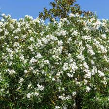Oleander White Live Cuttings - 7 Unrooted 6" Plants, Fast-Growing Evergreen Hedge, Zone 8-10