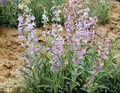 Penstemon Angustifolius Seeds (100 mg) - Narrowleaf Beardtongue | Native Perennial for Pollinator Gardens