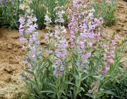 Penstemon Angustifolius Seeds (100 mg) - Narrowleaf Beardtongue | Native Perennial for Pollinator Gardens