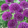 Purple Sensation Allium aflatunense Seeds – 24-36" Tall, 4-6" Flowers, Drought-Tolerant Pollinator Favorite