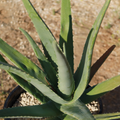 Aloe Vera Barbadensis Starter Plant | Rooted Aloe Vera with Pot