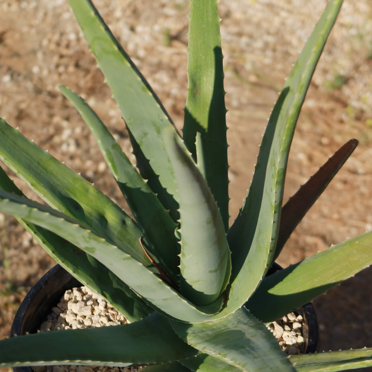 Aloe Vera Barbadensis Starter Plant | Rooted Aloe Vera with Pot