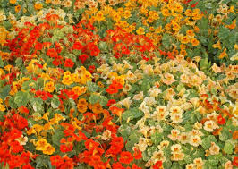 Alaska Mix Nasturtium Seeds - Edible Flowers, Variegated Foliage, Pollinator Attractor