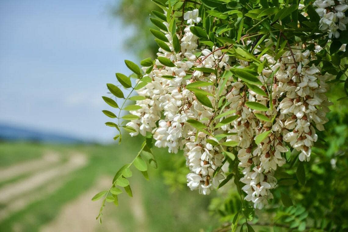 Flowering Black Locust Tree (Robinia pseudoacacia) - Bare Root, 1 ft