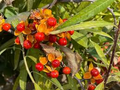 American Bittersweet Seeds Celastrus scandens – 500mg for Planting, Native Climbing Vine