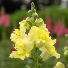 Antirrhinum majus Madame Butterfly Yellow Snapdragon Seeds – 1000+ Seeds (Un rooted) for Garden & Cut Flowers