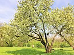 Washington Hawthorn Tree (Crataegus phaenopyrum) Bare Root 12-24"