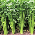 Chinese Light Green Celery Seeds - Heirloom, Mild Crisp Stalks (500 seeds)