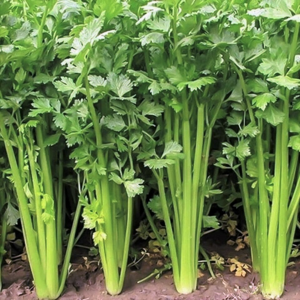 Chinese Light Green Celery Seeds - Heirloom, Mild Crisp Stalks (500 seeds)
