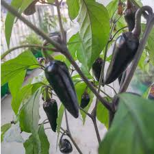 Mulato Isleno Poblano Pepper Seeds - Capsicum annuum, Mild Chili, 10 Seeds
