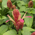 Justicia brandegeeana Mexican Shrimp Plant Starter - 5-7 in, Red Maroon Bracts
