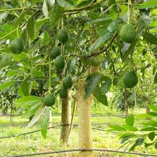 Avocado Hass Tree Starter Plant (Persea americana) 12-24" Live Tropical Fruit Tree